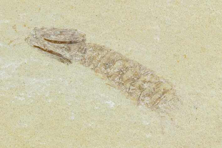 Fossil Mantis Shrimp (Pseudosculda) - Lebanon #123988